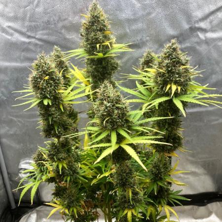 Malawi X Panama Fem