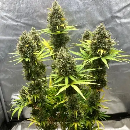 Malawi X Panama Fem