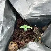 RQS Hulkberry Auto