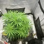 Malawi X Panama Fem