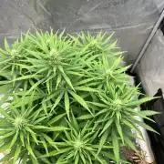 Malawi X Panama Fem