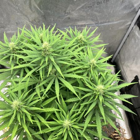 Malawi X Panama Fem
