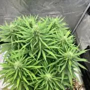 Malawi X Panama Fem