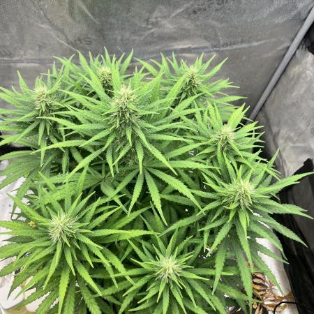 Malawi X Panama Fem