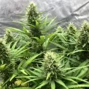 Malawi X Panama Fem