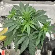 Malawi X Panama Fem