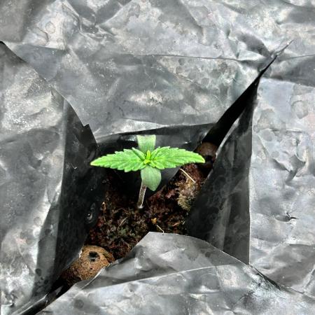 RQS Hulkberry Auto