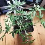 planting a tree