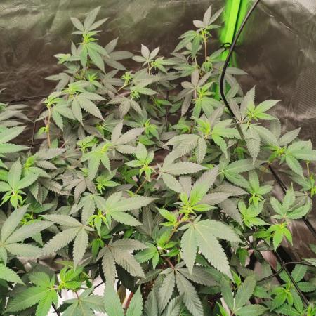 mini pheno hunt - #2