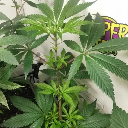 Mini Pheno Hunt - #4