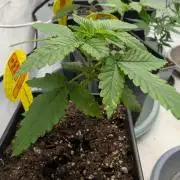 Growing Crack