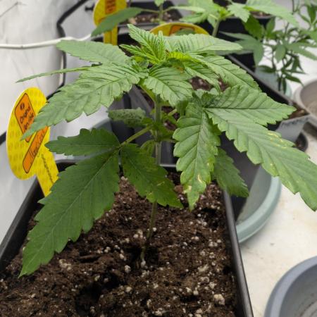 Growing Crack