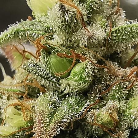 Bruce Banner #3 - Original Sensible Seeds