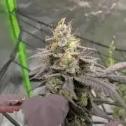 mini pheno hunt - #4