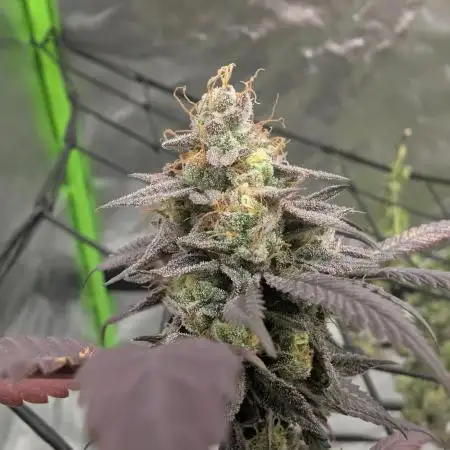 mini pheno hunt - #4