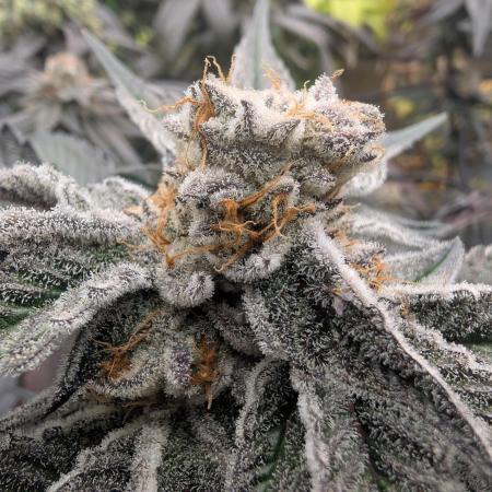Farmbros clones