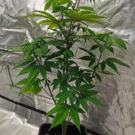 mini pheno hunt - #2