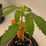 OG Nana