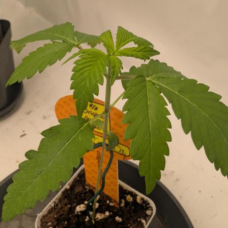 OG Nana