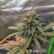 Big Blackberry