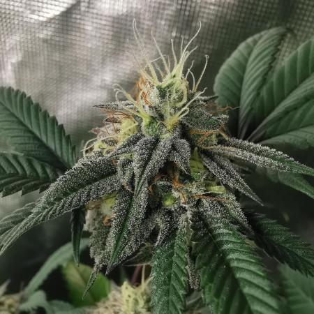 mini pheno hunt - #2