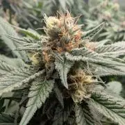 Growing Crack