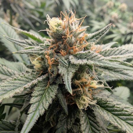 Growing Crack