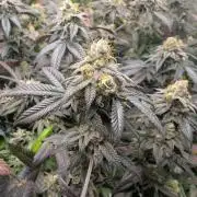 mini pheno hunt - #1