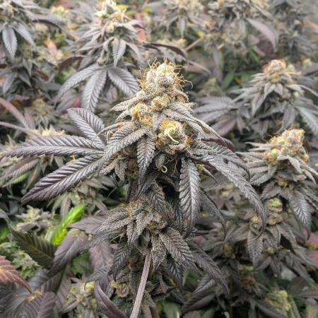 mini pheno hunt - #1