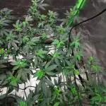 mini pheno hunt - #2