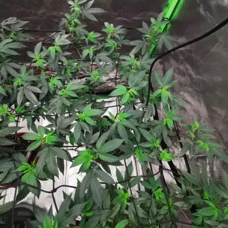 mini pheno hunt - #2