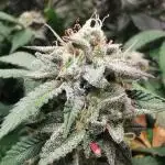 mini pheno hunt - #3