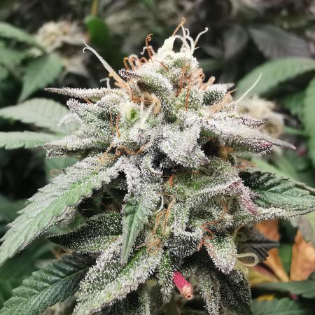 mini pheno hunt - #3