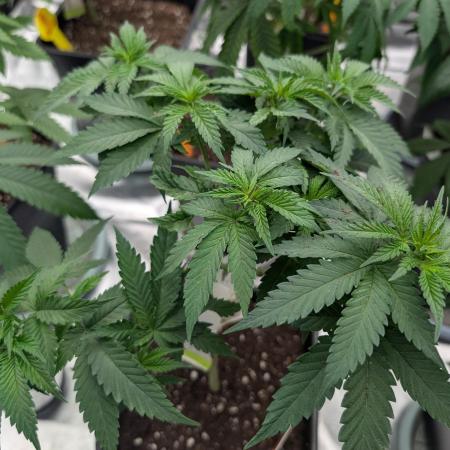 Growing Crack