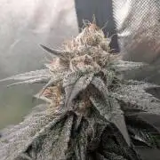 Pink Gelato 🍦😋