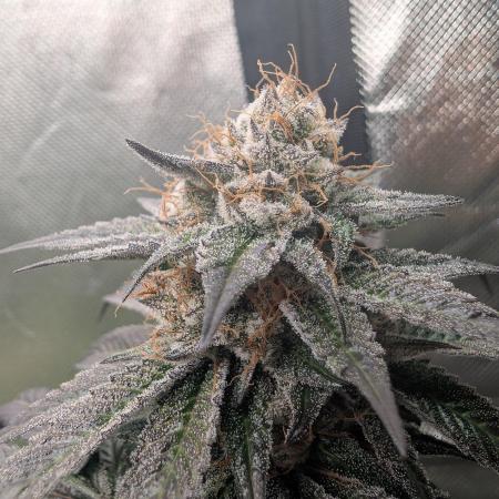 Pink Gelato 🍦😋