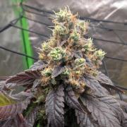 B B B