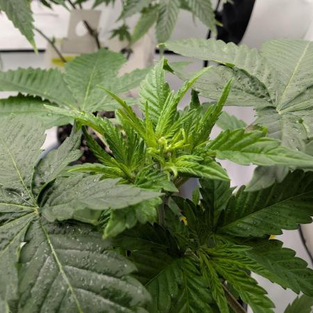 Growing Crack