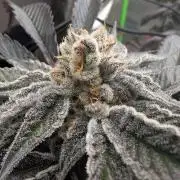 Farmbros clones