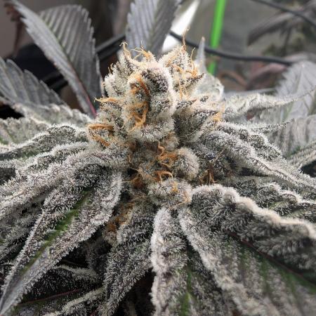 Farmbros clones