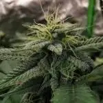 mini pheno hunt - #2