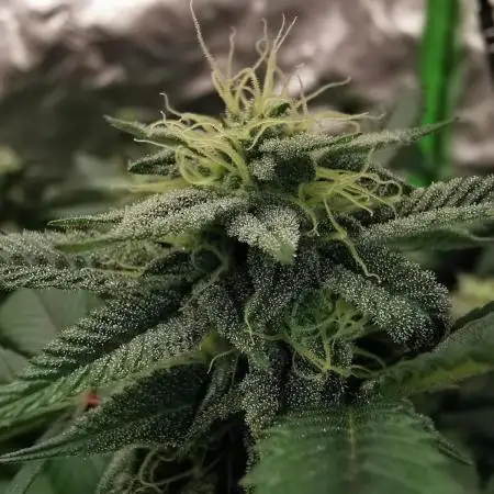 mini pheno hunt - #2