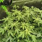 mini pheno hunt - #4