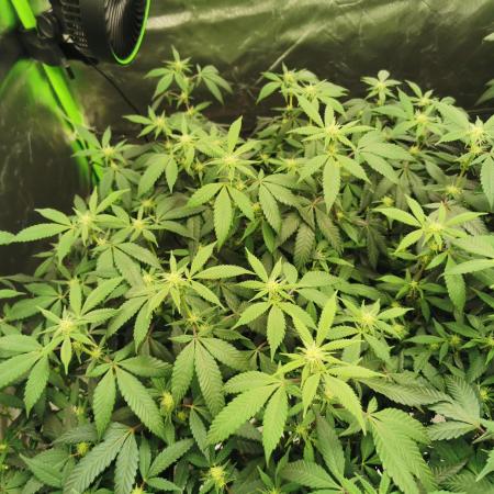 mini pheno hunt - #4