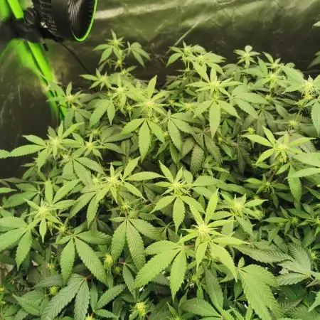 mini pheno hunt - #4