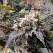 mini pheno hunt - #3