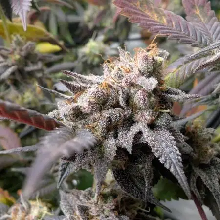 mini pheno hunt - #3