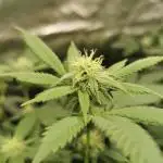 mini pheno hunt - #4