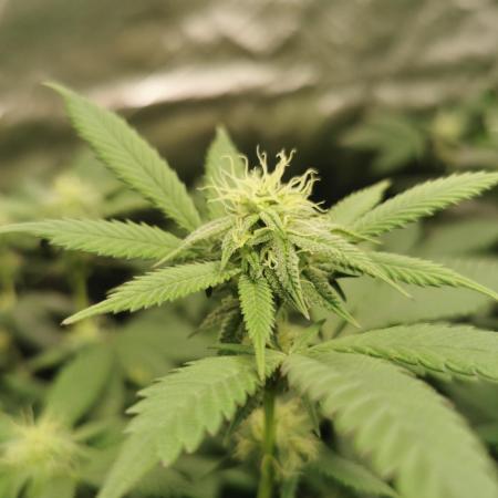 mini pheno hunt - #4