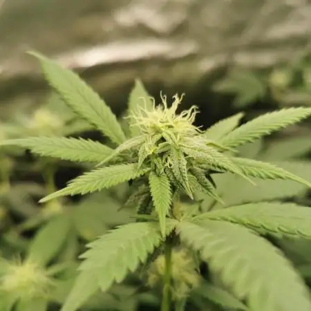 mini pheno hunt - #4